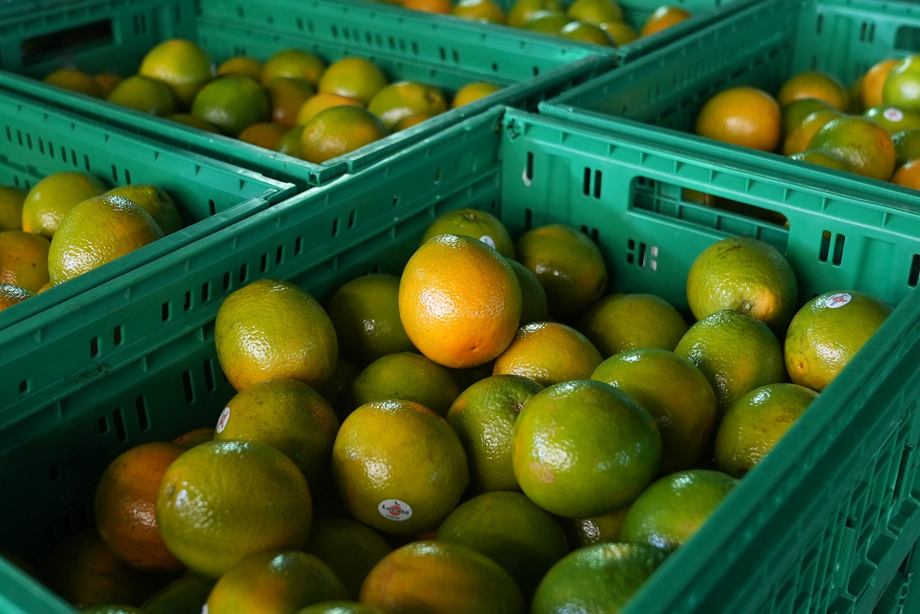 Outubro chuvoso beneficia pomares de SP e preço da laranja tem alta de quase 3%, aponta USP