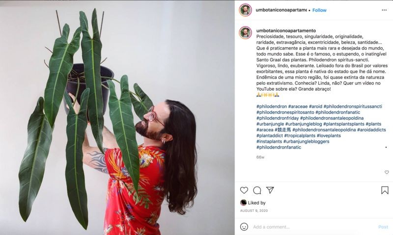 O botânico Samuel Gonçalves com uma Philodendron spiritus sancti, uma das mais de mil plantas de sua coleção (Foto: Reprodução/Instagram )