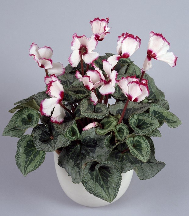 Como cuidar do ciclame, planta que produz flores coloridas no inverno -  Casa Vogue | Paisagismo