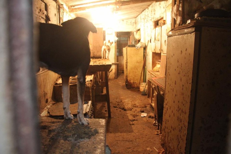 Segundo o GPA, alguns ainda cães não viram a luz do dia (Foto: Divulgação/GPA)