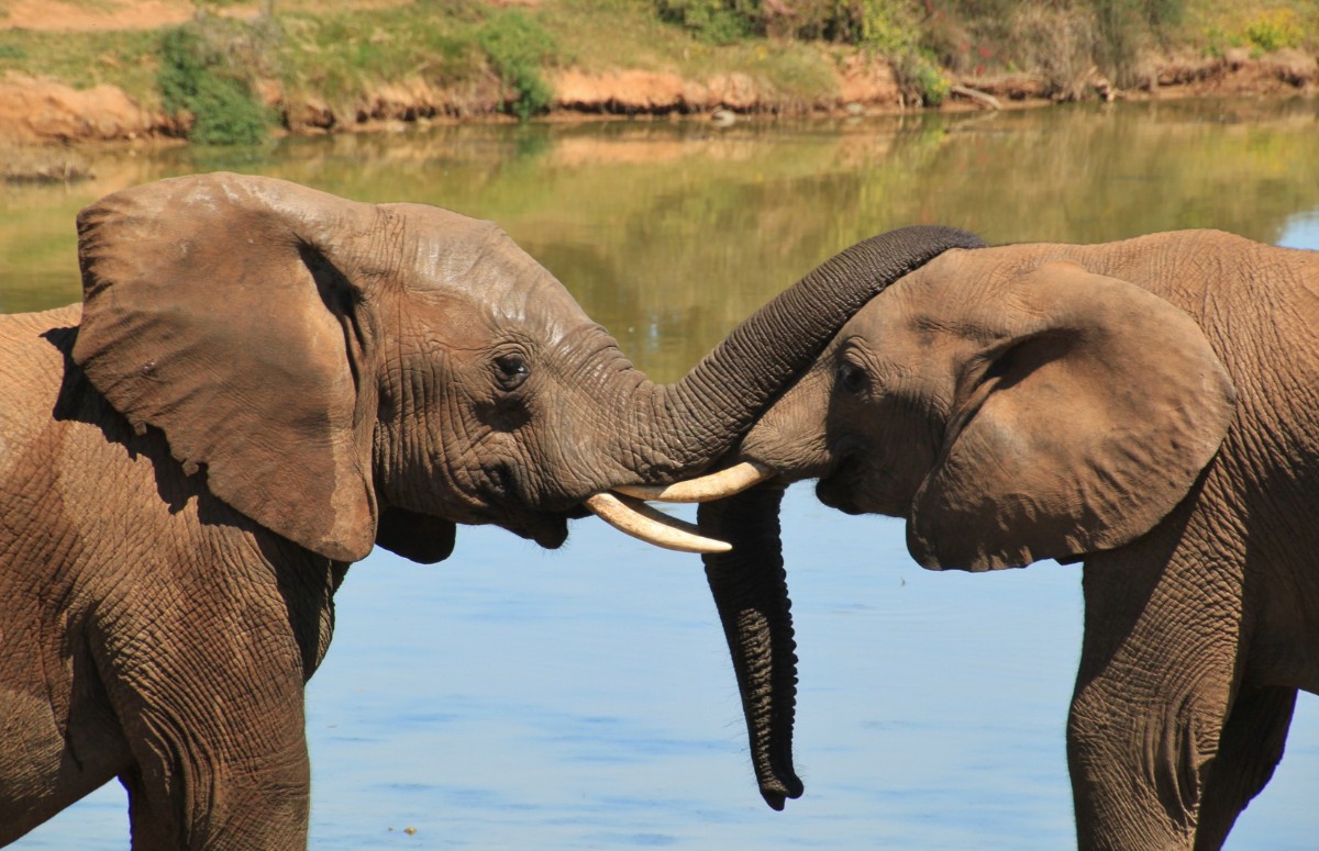 A expressão "memória de elefante" se refere às pessoas que possuem boa memória (Foto: Canva/Creative Commons)