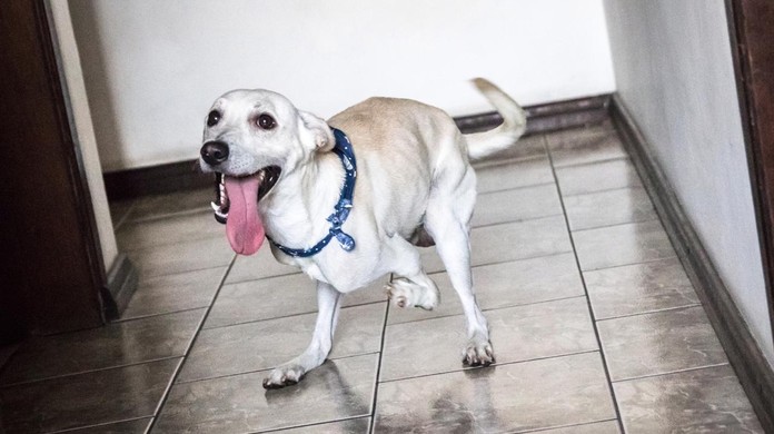 Cachorro com deficiência abandonado em São Leopoldo tem 20 interessados na  adoção | Rio Grande do Sul | G1