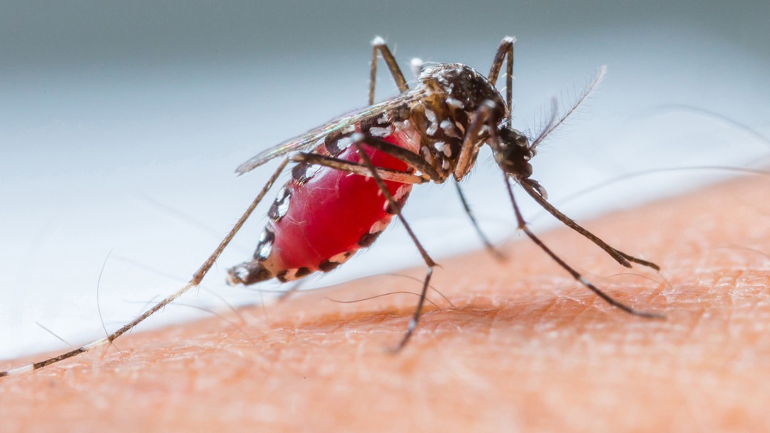 Aedes Aegypti