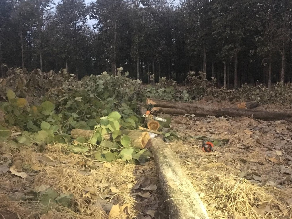 Homem foi atingido por tronco e morre enquanto cortava árvore com motosserra em Tangará da Serra — Foto: José Pereira/TV Centro América