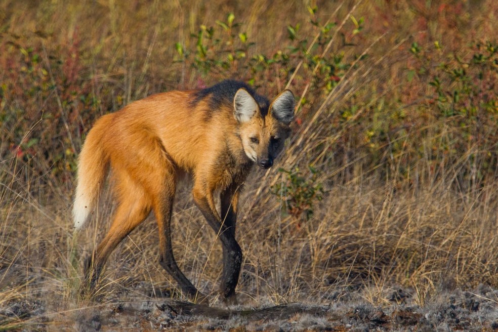 Lobo-guará é o único lobo do Brasil e, ao final de agosto de 2020, será símbolo da nota de R$ 200 — Foto: Luciano Lima/TG