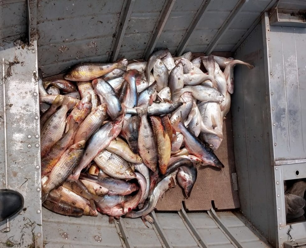 Peixes e acessórios usados na pescar irregular foram apreendidos — Foto: Polícia Militar Ambiental 