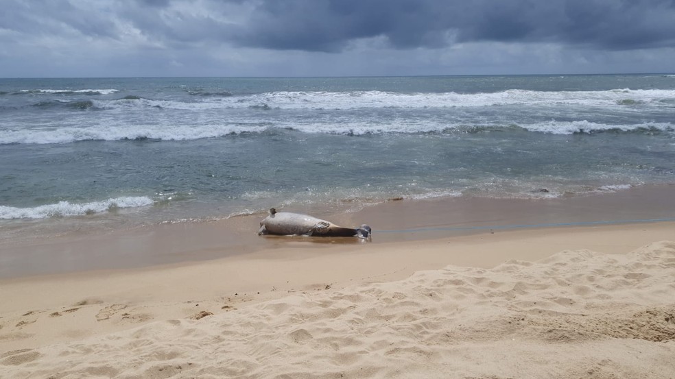 Golfinho morto encontrado em Itapema — Foto: Univali - Unidade Penha/Divulgação