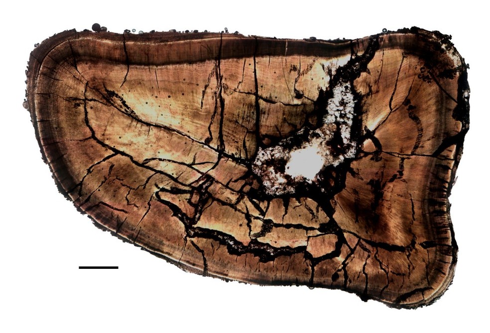 Composição de várias fotos em microscopia óptica de um corte do dente fóssil, numa escala de um milímetro. — Foto: UFRGS/Divulgação