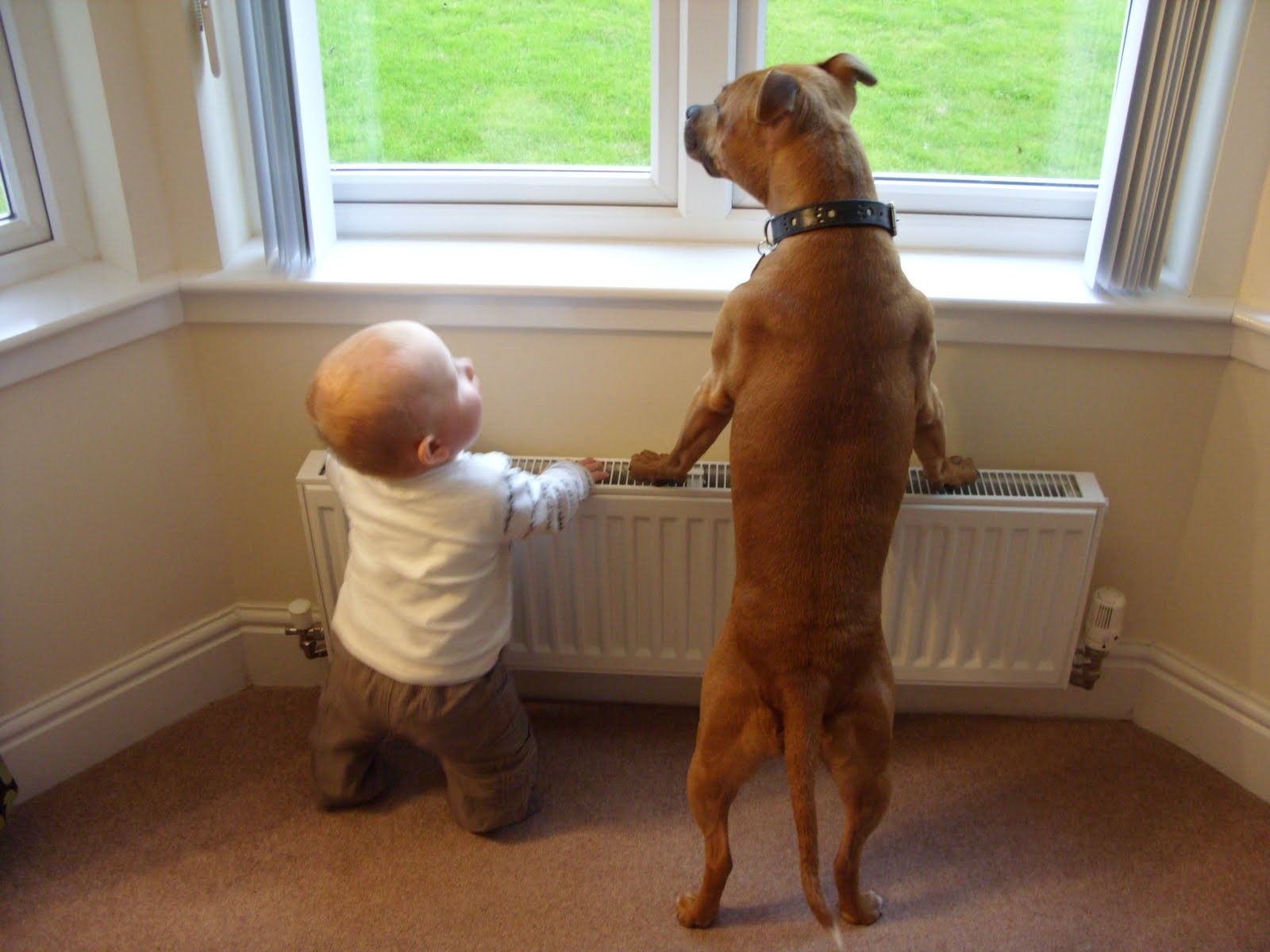 Pesquisa sugere que sentimentos para cães seja similar ao dos filhos (Foto: Reprodução)