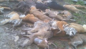 Polícia mata 49 animais que fugiram após morte de dono de zoo nos EUA |  Mundo | G1
