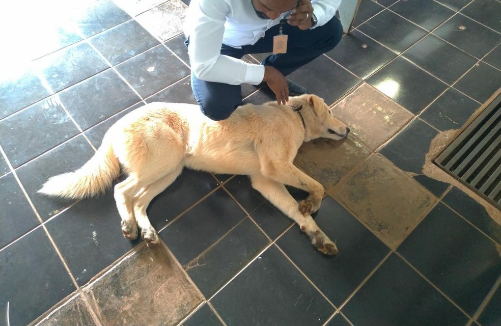 Cachorro adotado por Michelle Bolsonaro tinha dono — Foto: Reprodução 