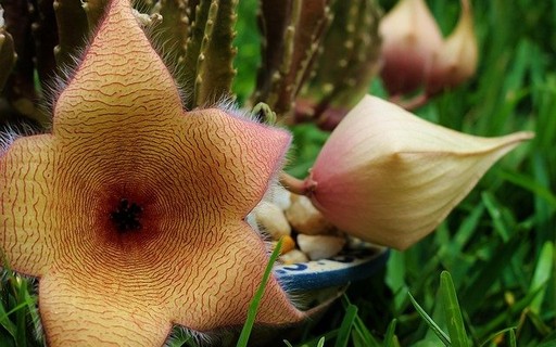 Aprenda a cultivar a Stapelia gigantea, suculenta para jardins-de-pedra -  Casa e Jardim | Paisagismo
