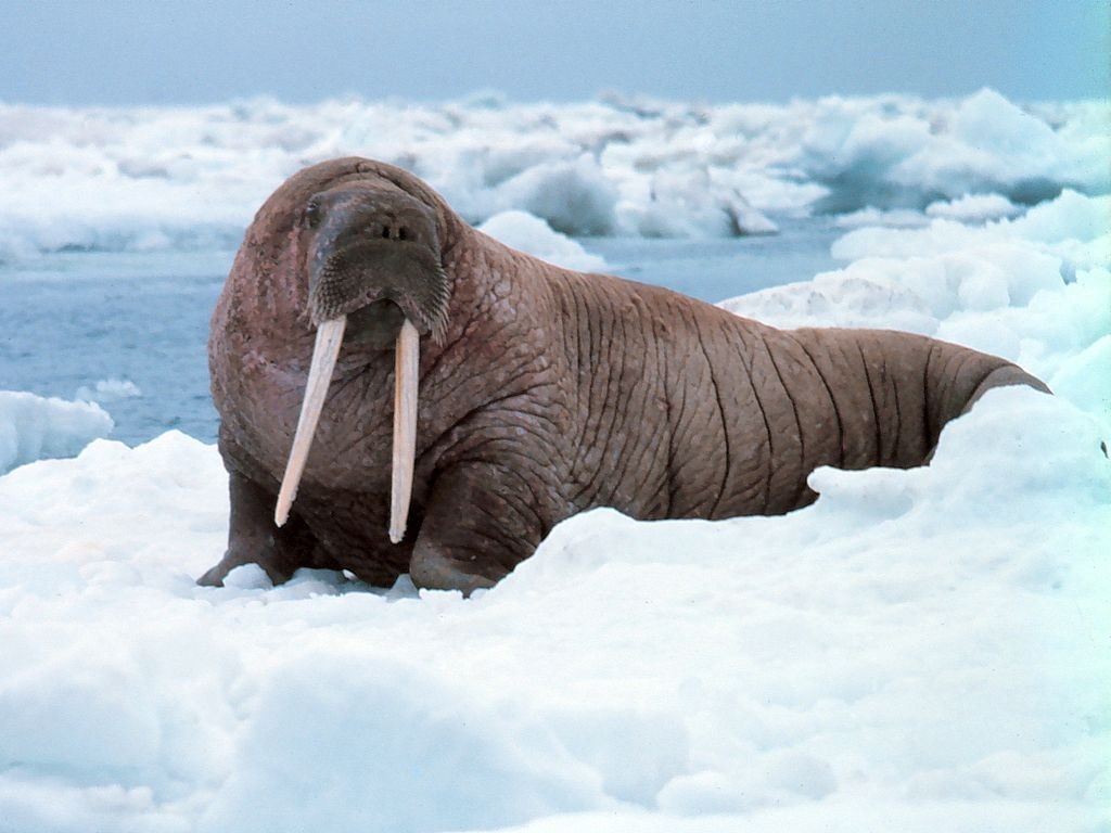 As morsas vivem na região do Ártico, no extremo norte do planeta (Foto: Wikimedia Commons)