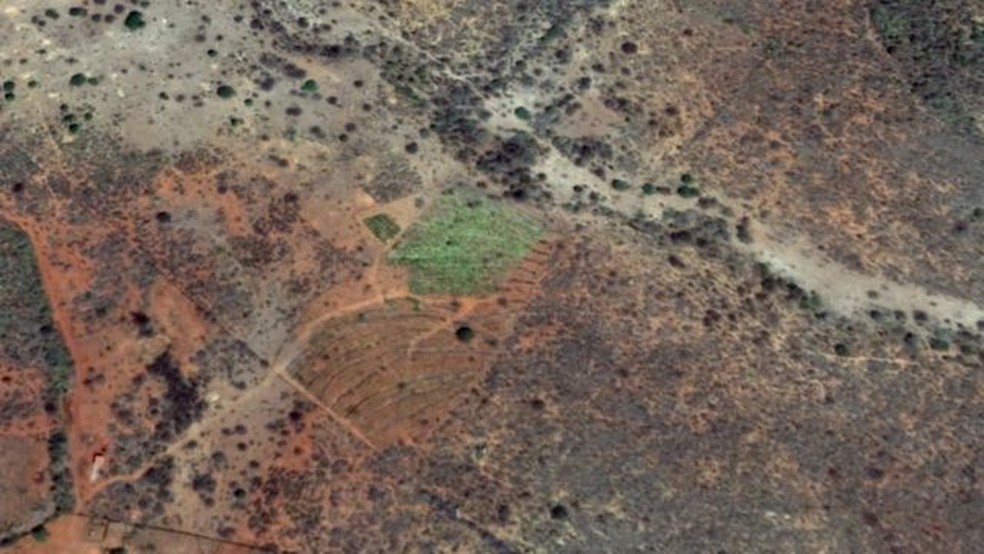 Imagem de satélite mostra o verde da agrofloresta de Nelson Araújo Filho se destacando na paisagem um ano após a implantação do sistema, em 2019 — Foto: Google