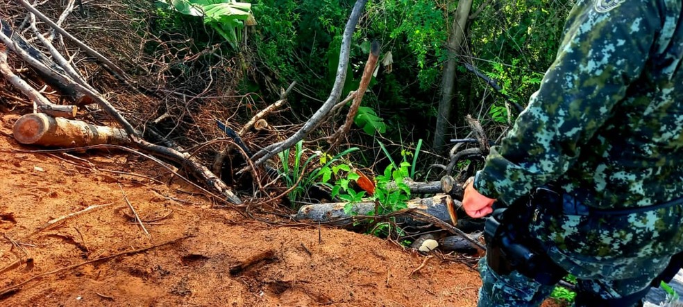 Degradação ambiental e supressão de árvores foram constatados em chácara em Presidente Epitácio — Foto: Polícia Ambiental 