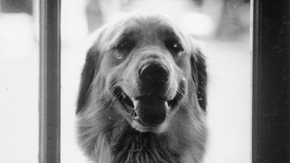Liberty, cachorrinha do ex-presidente americano Gerard Ford