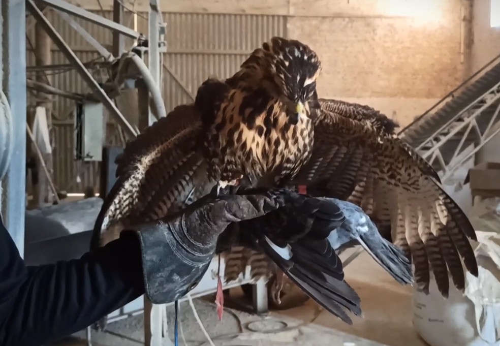 Falcoaria: conheça técnica com ave de rapina usada para o controle de pombos em escolas, em RO — Foto: Thiago Baldine / reprodução