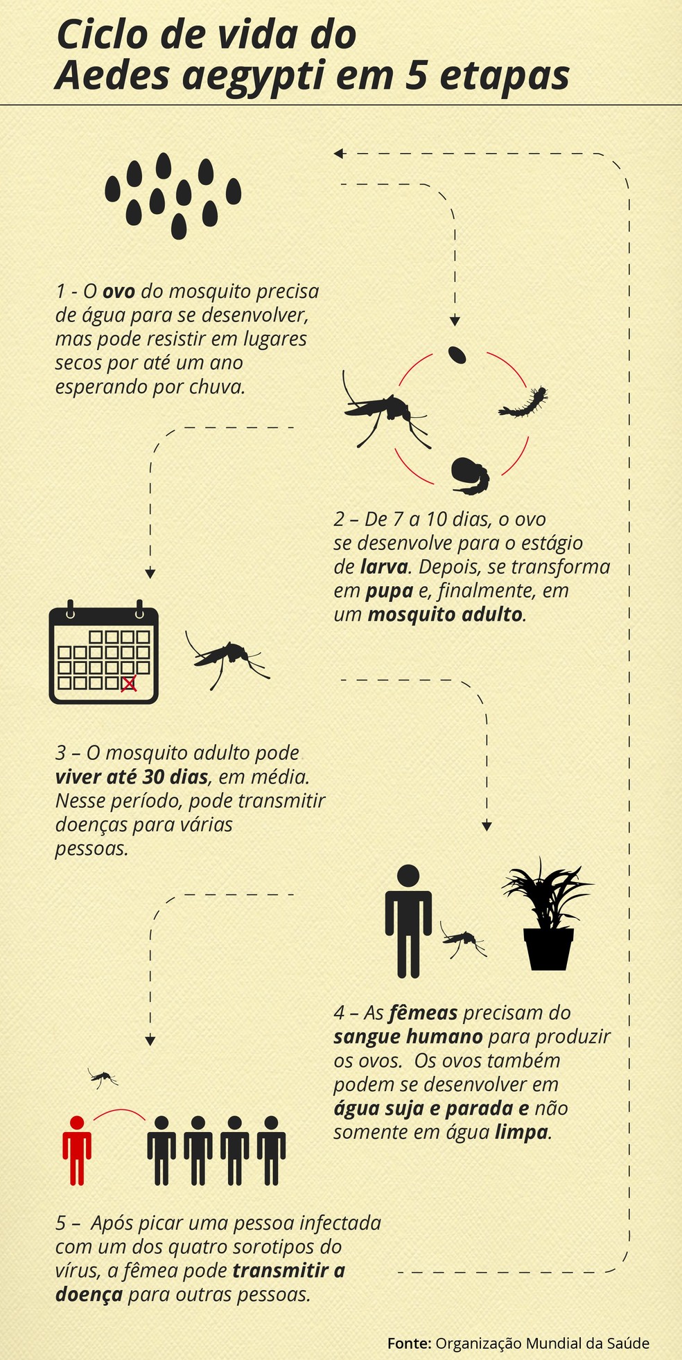 Entenda como funciona o ciclo de vida do mosquito Aedes aegypti  — Foto: Arte/RPC 