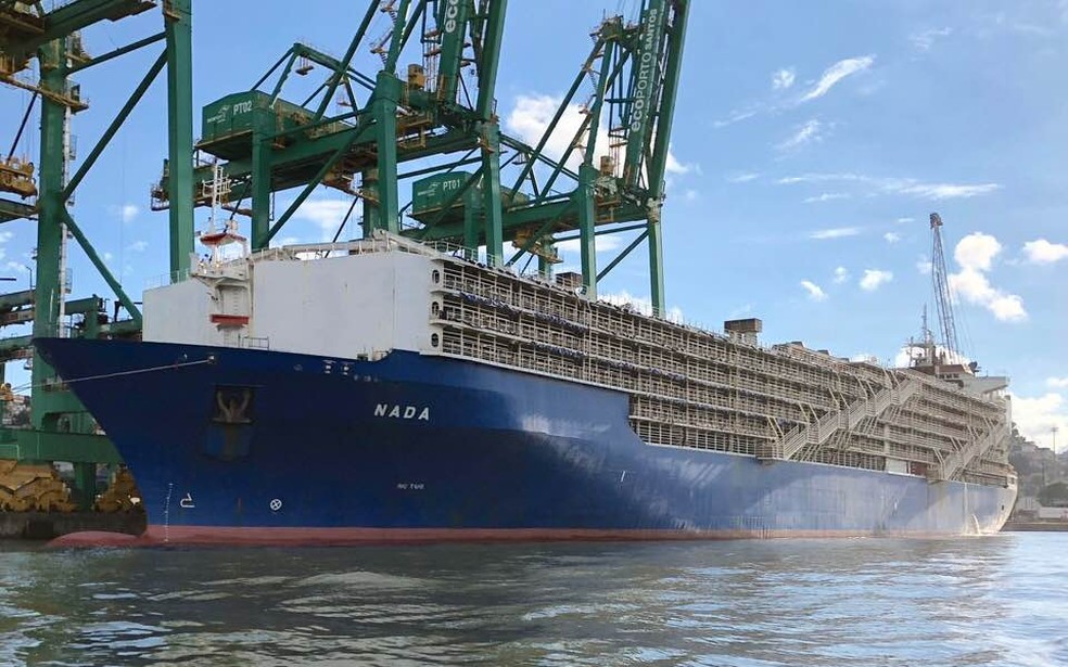 Maior navio para bovinos do mundo ficou retido em Santos, SP (Foto: Fabio Mello Fontes/Arquivo Pessoal)