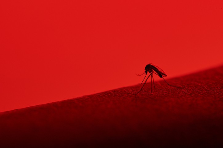 macro of mosquito sucking blood isolated on red (Foto: Getty Images/iStockphoto)