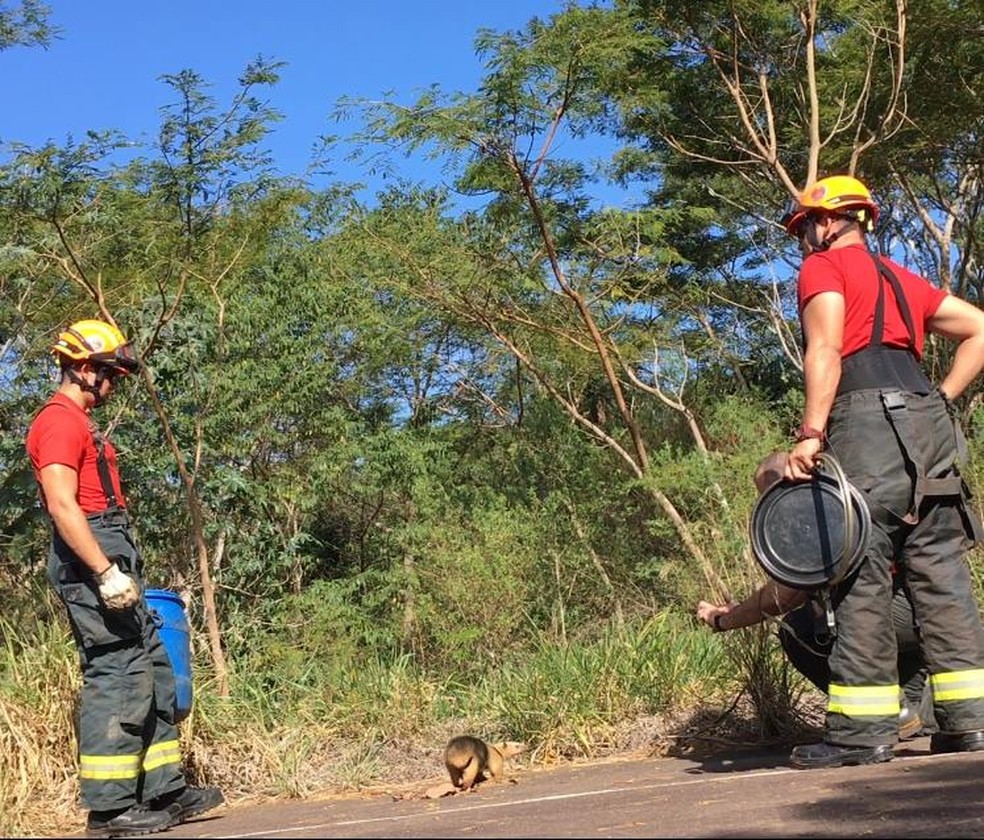 Tamanduá-mirim foi capturado em Rosana (Foto: Corpo de Bombeiros/Divulgação)