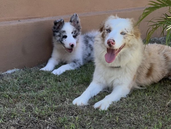 Dummy e Revoada de Conduru são os dois cachorros da raça border collie do ex-BBB (Foto: @arthurpicoli/ Instagram/ Reprodução)