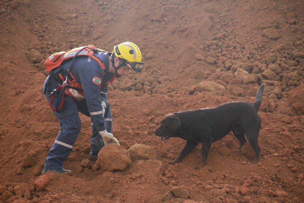 Cães farejadores vão ajudar nos trabalhos do Corpo de Bombeiros de SC — Foto: Corpo de Bombeiros/Divulgação