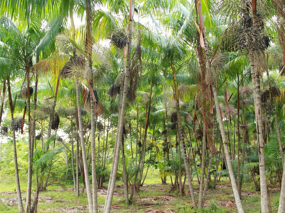 Produção de açaí em terra firme — Foto: Ronaldo Rosa/Embrapa/Divulgação