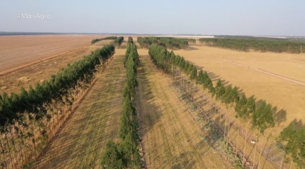 Eucalipto é o melhor cultivo para produzir biomassa, segundo pesquisador — Foto: TV Centro América