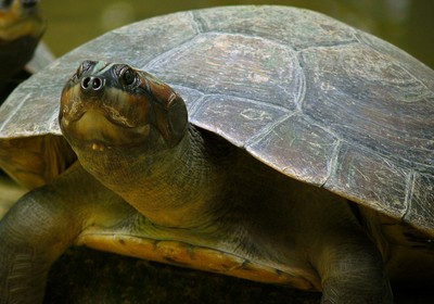 tartaruga_gigante_Amazônia (Foto: Wikimedia Commons)