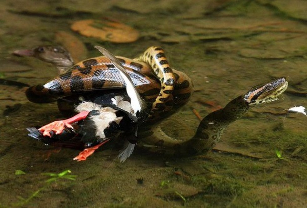 Cobra atacando marreca em lagoa de Bonito. — Foto: ArquivoPessoal