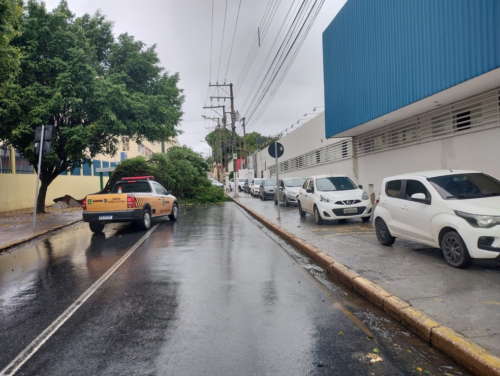 Queda de árvore na Avenida Dom Aquino, lateral do Colégio São Gonçalo — Foto: Semob