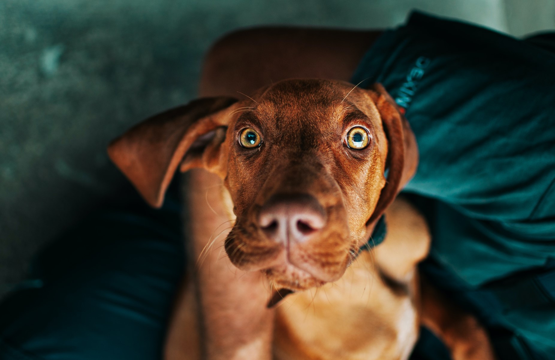 O nistagmo é uma condição que provoca movimentos involuntários nos olhos de humanos, cães e gatos (Foto: Pexels/ Carpe Jugulum/ CreativeCommons)
