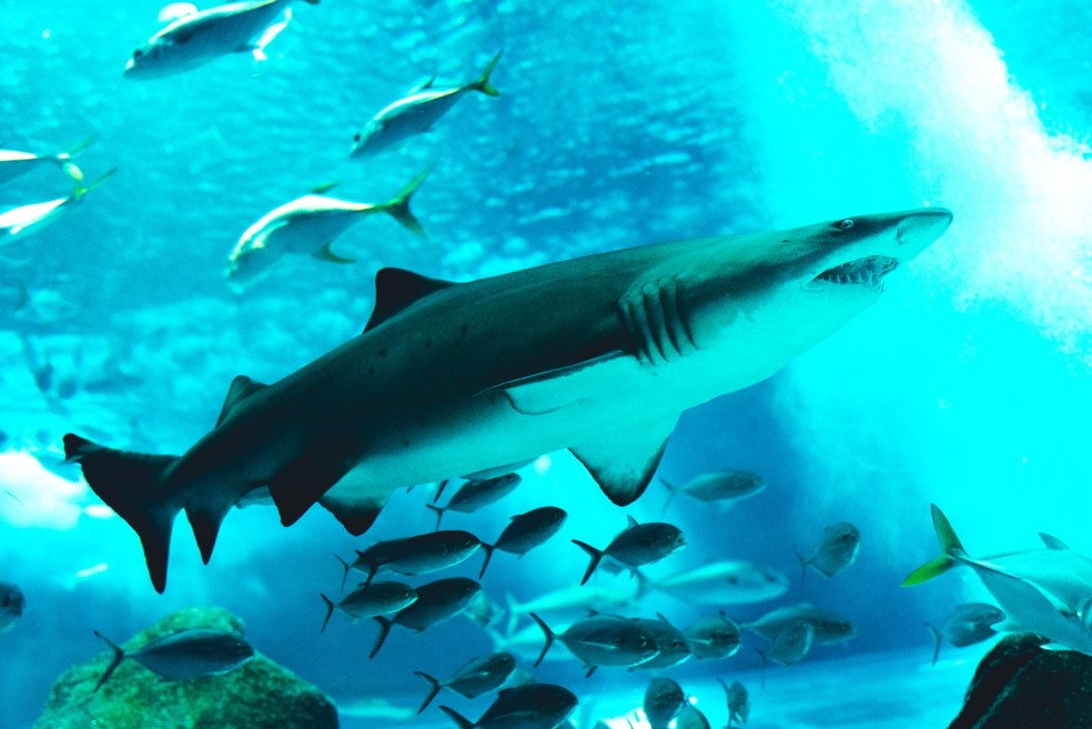 Aquario Ao Vivo Exibe Imagens De Peixes Raias E Tubaroes Pela Internet Rio De Janeiro G1