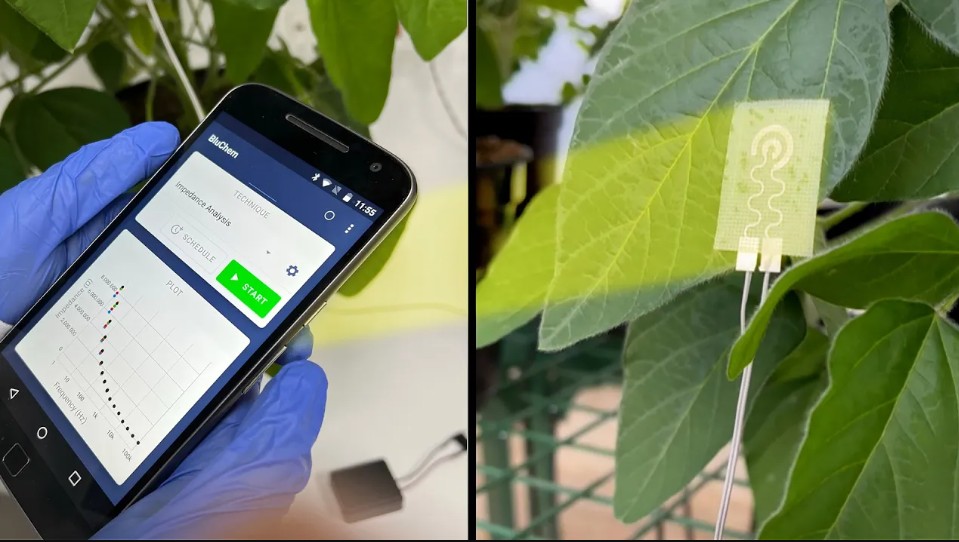   A prototype of a wearable device for plants (Photo: American Chemical Society)