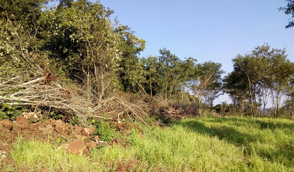 Ãrea desmatada do cerrado â Foto: PolÃ­cia Militar de Meio Ambiente/DivulgaÃ§Ã£o