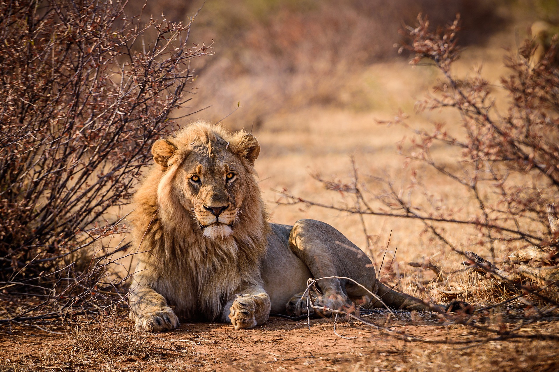 foto de um leão descansando (Foto: pixabay )