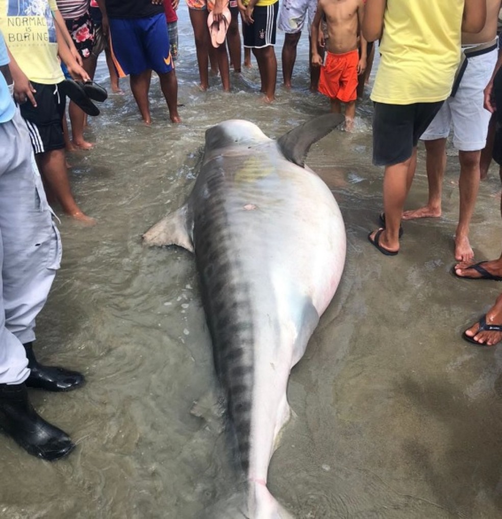 Tubarão morreu na beira do mar em Porto do Mangue, litoral do RN — Foto: Projeto Cetáceos Costa Branca-UERN