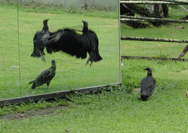 Em março deste ano, um abutre foi fotografado atacando seu próprio reflexo no Panamá. (Foto: Reprodução)