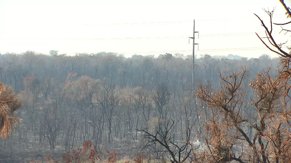 Pesquisa da UFU sobre impacto do fogo na biodiversidade do cerrado é escolhida para receber apoio financeiro do CNPq