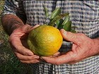 Em SP, agricultores estão satisfeitos com a colheita da tangerina