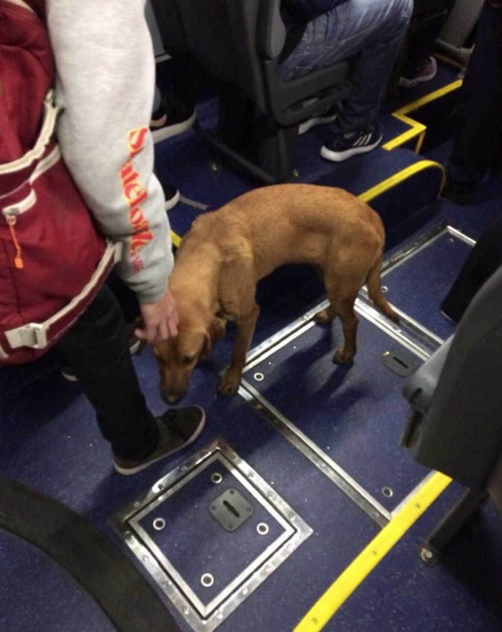 Animal ganhou carinho de passageiros durante o trajeto â Foto: Arquivo pessoal/Diogo Gutierre