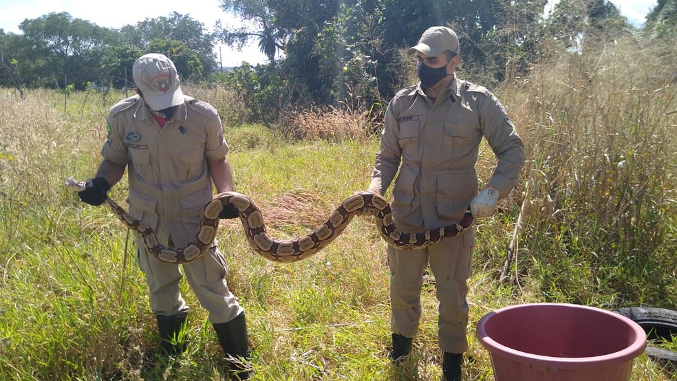 Animal foi avistado pela proprietária do terreno que acionou o Corpo de Bombeiros — Foto: Divulgação/Corpo de Bombeiros