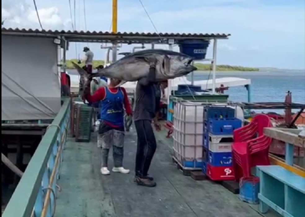 Atum com mais de 100 kg foi capturado por pescadores do RN. — Foto: Reprodução
