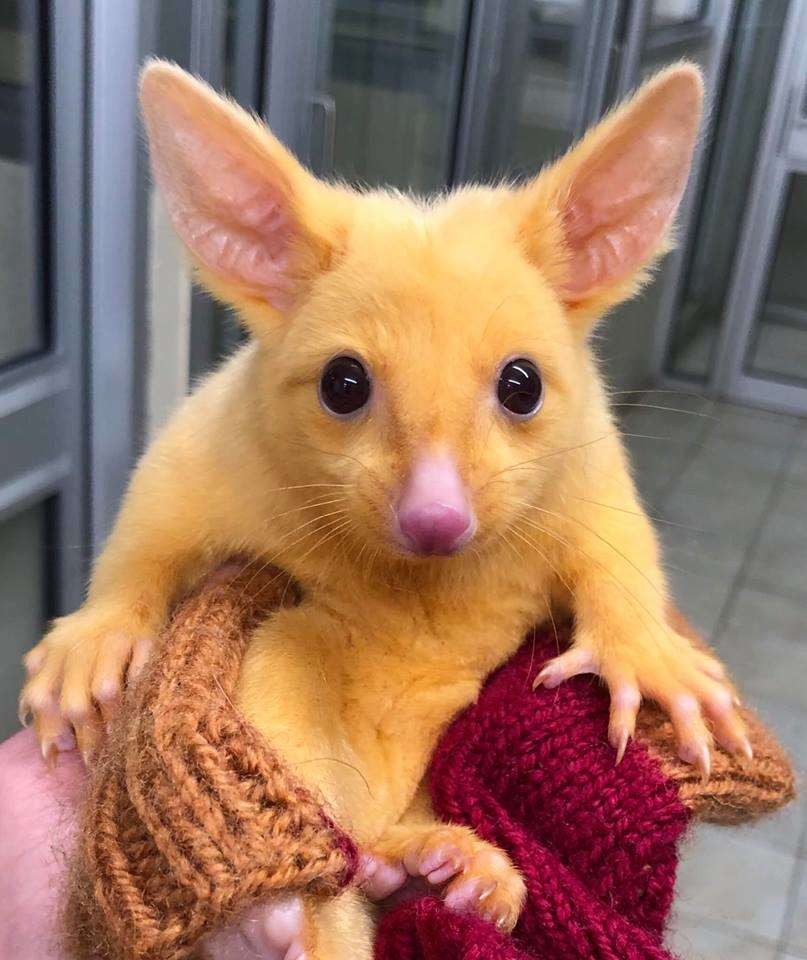 Filhote de marsupial encontrado na Austrália  (Foto: Divulgação/ Boronia Veterinary Clinic and Animal Hospital)