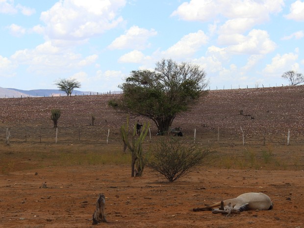 Animais estão sendo dizimados pela pior seca dos últimos 40 anos no Piauí (Foto: Patrícia Andrade/G1)