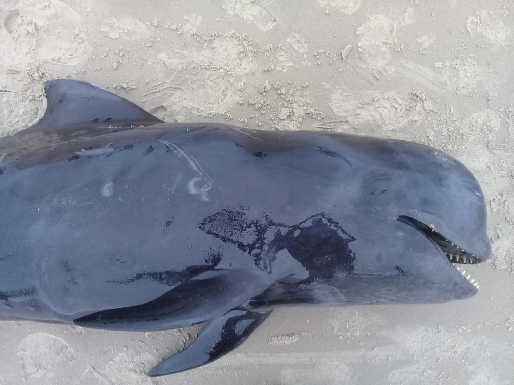 Espécie de golfinho é rara de ser encontrada encalhada, pois é oceânica e frequenta pouco a costa, segundo o Projeto de Monitoramento de Praias — Foto: PMP-BS/Univille 