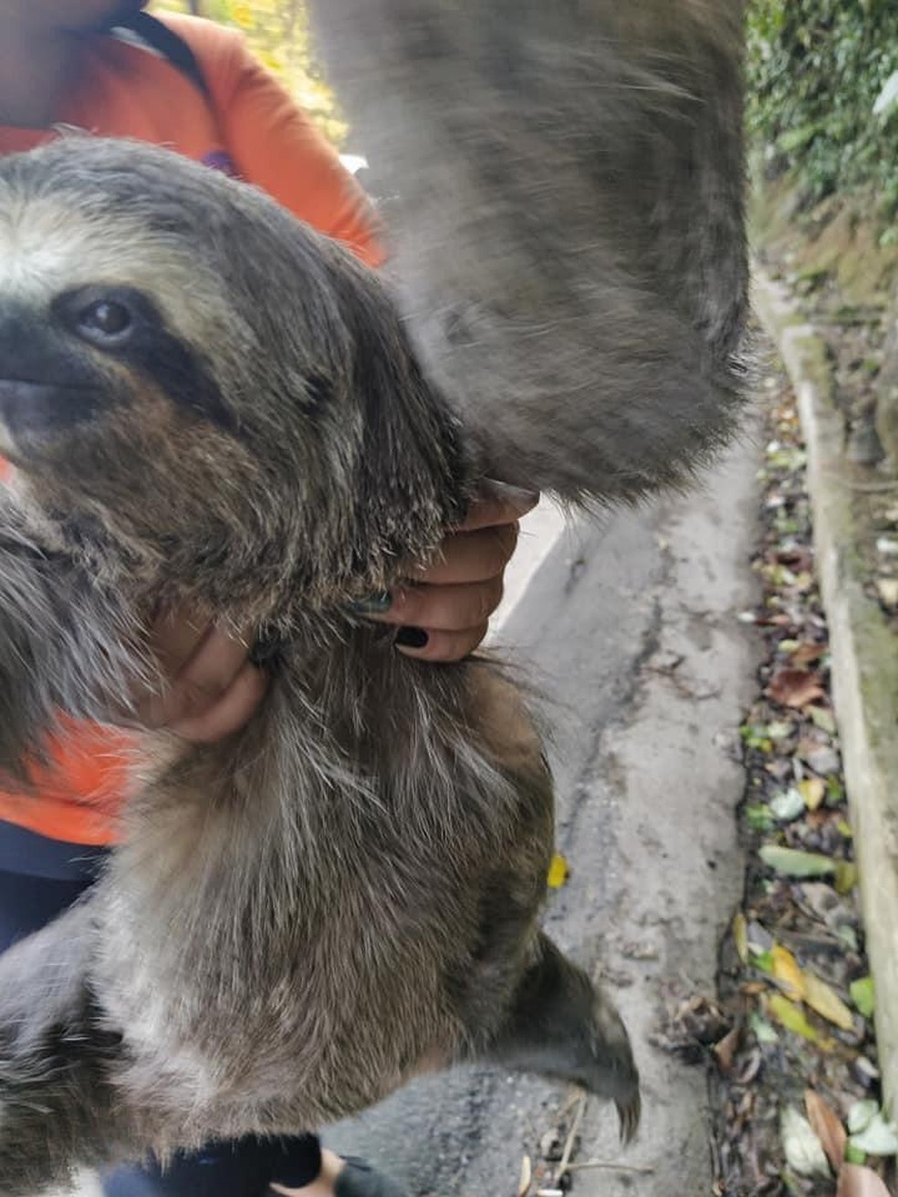 Resgate ocorreu no Morro da Nova Cintra, em Santos, SP &mdash; Foto: Reprodu&ccedil;&atilde;o/Redes sociais