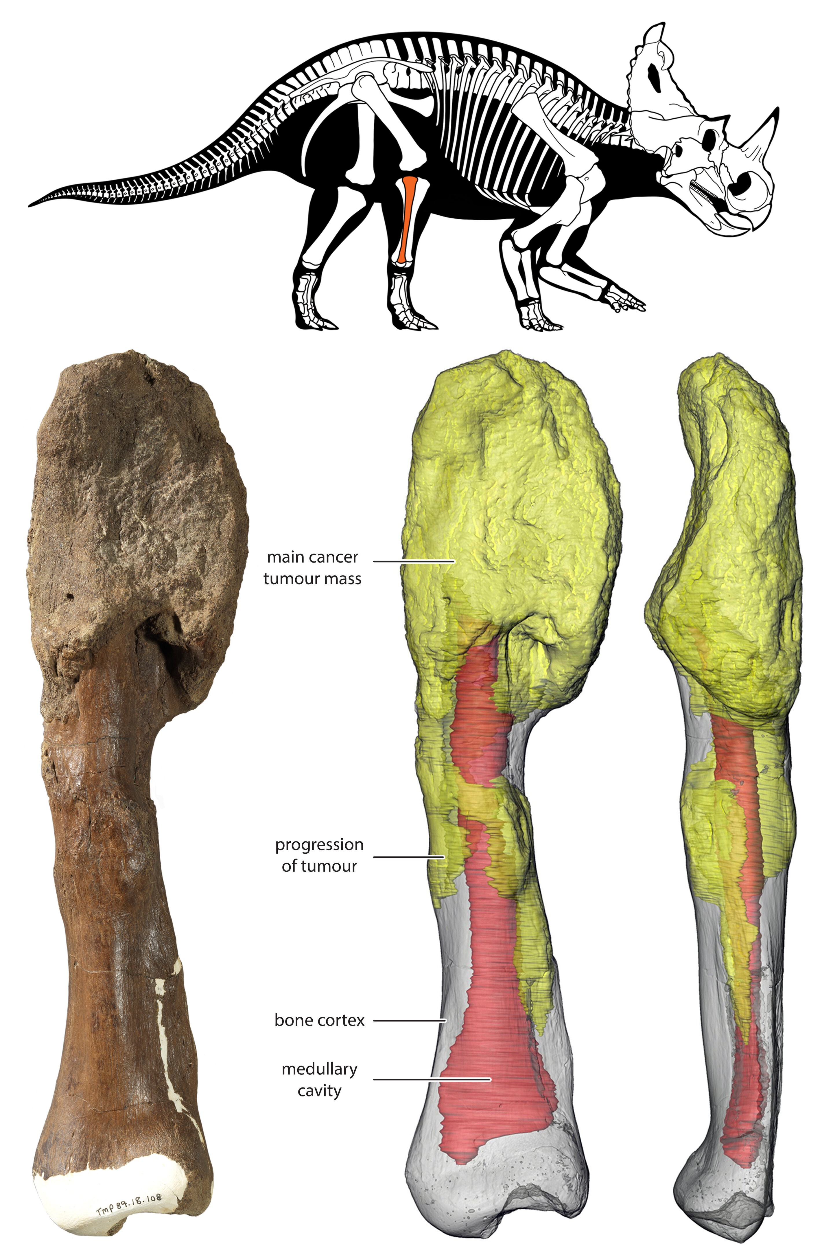Localização do câncer no dinossauro Centrosaurus apertus (Foto: Reprodução/Museu Real de Ontário e Universidade McMaster)
