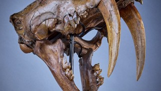 Cabeça de tigre dentes de sabre é outra peça a ser vendida no leilão; ela pode chegar até US$ 900 mil — Foto: Reprodução